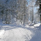 winterwald am stadtberg kufstein bei rossmoos