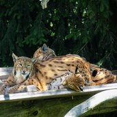 wildpark assling luchs