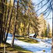 Laerchenwald Reither Auland mit erstem Schnee