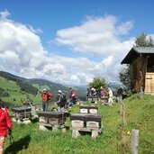 bienenwanderung wildschonau