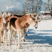 fohlenhof ebbs winter