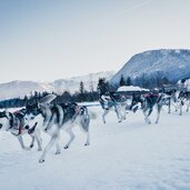 schlittenhunde in st ulrich am pillersee