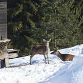 wildpark wildbichl niederndorferberg Winter