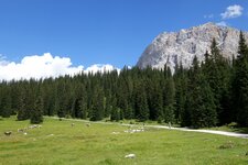 vieh und radfahrer bei igelsee dahinter wetterspitzen