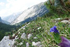 alpenkraeuter am weg lafatscherjoch enzian