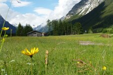 blumenwiese bei galtschein gschnitztal