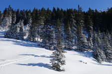 winterwald schnee nadelwald fr