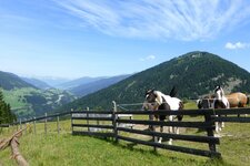 weiden pferde rinder sattelbergalm