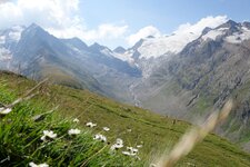 wucherblumen und blick richtung rotmoosjoch