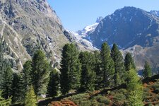 Zirbenwald