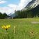 blumenwiese bei galtschein gschnitztal