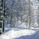 winterwald am stadtberg kufstein bei rossmoos