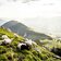 Schafe in den Kitzbueheler Alpen