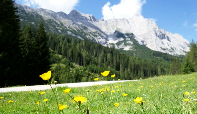 blumenwiese und karkopf hochwand mieminger kette bei gaistalalm