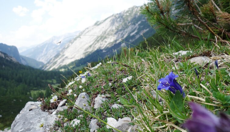 alpenkraeuter am weg lafatscherjoch enzian