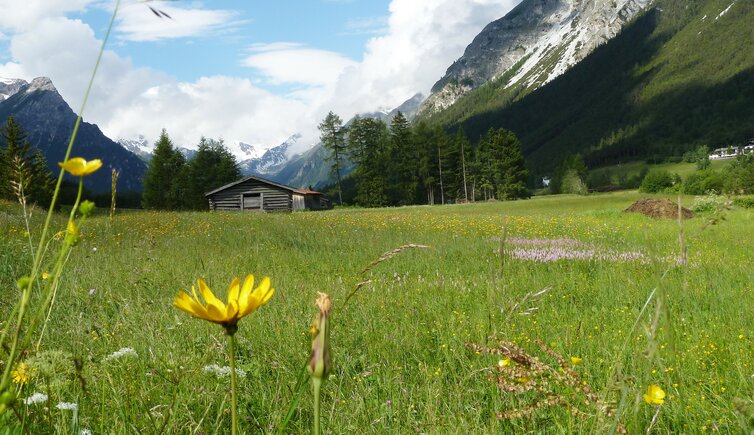 blumenwiese bei galtschein gschnitztal