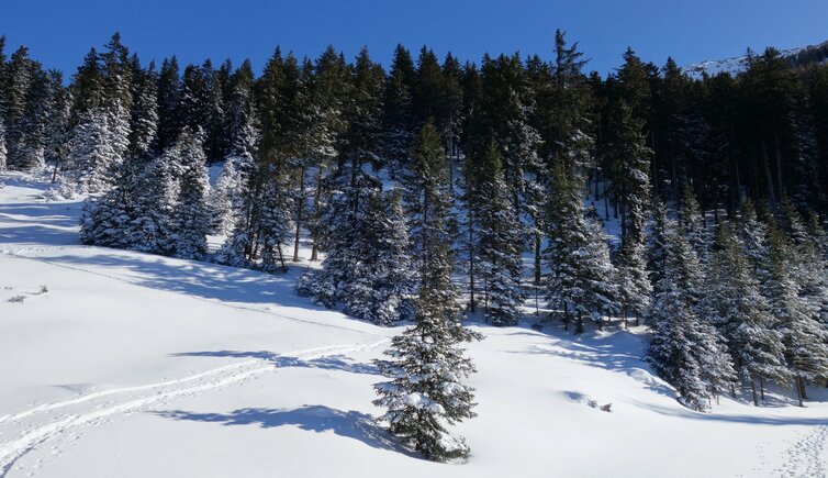 winterwald schnee nadelwald fr