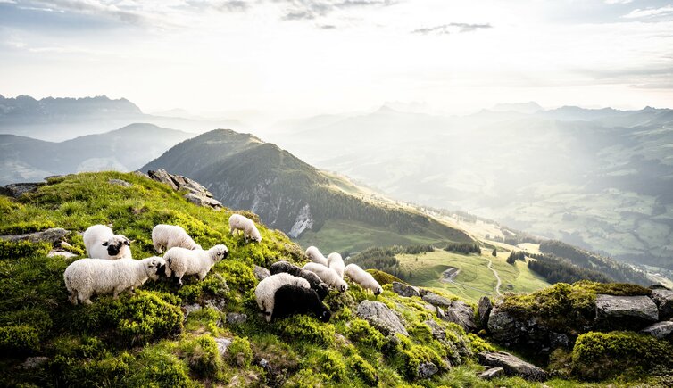 Schafe in den Kitzbueheler Alpen