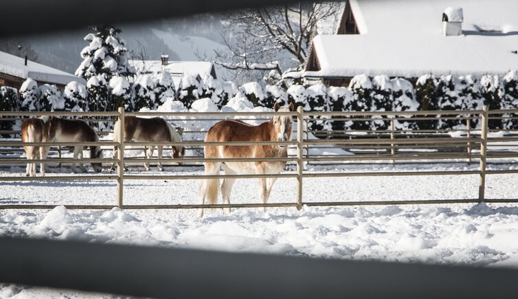 fohlenhof ebbs winter