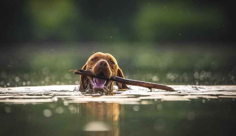 schwimmen hund